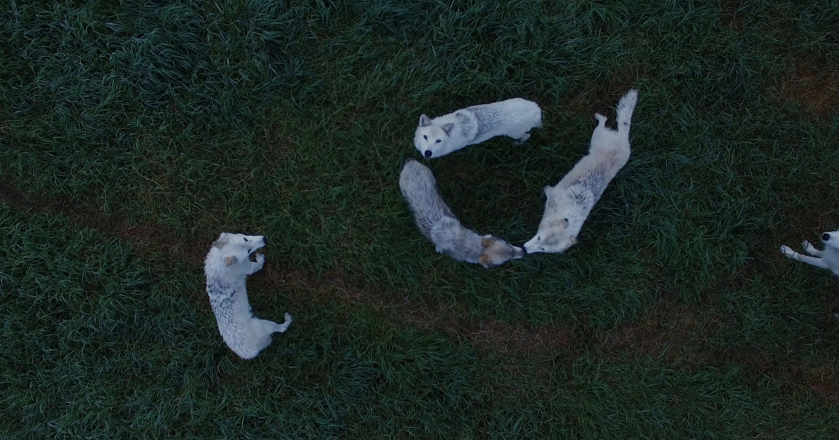 Wolves From Above FACT | Wolves from Above captures a wolf pack filmed by a single drone ...