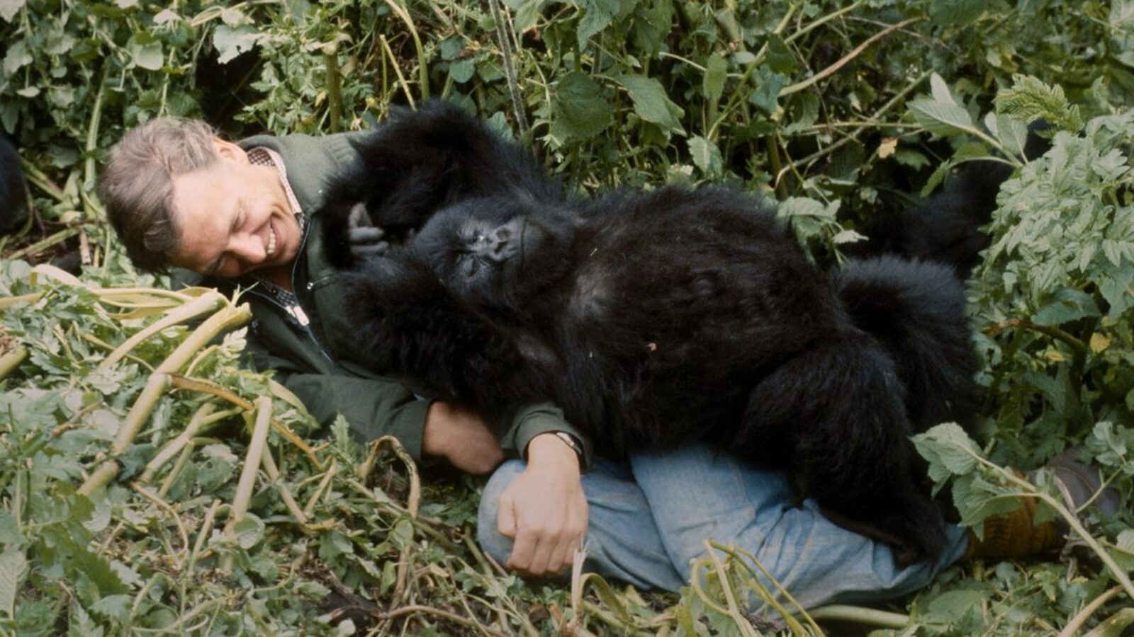 A Gorilla Story told by Attenborough