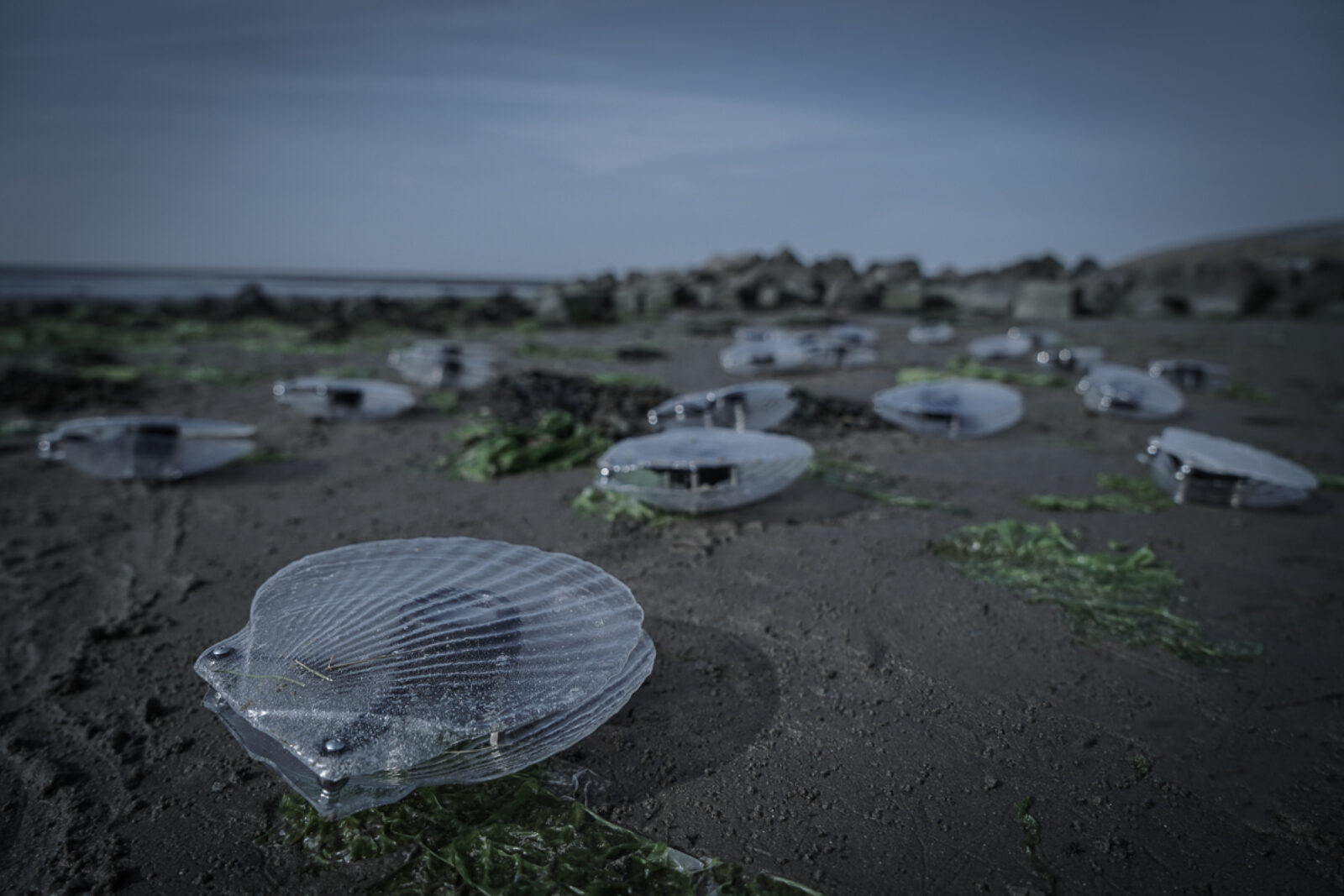 Marco Barotti, CLAMS. Photo courtesy of the artist.