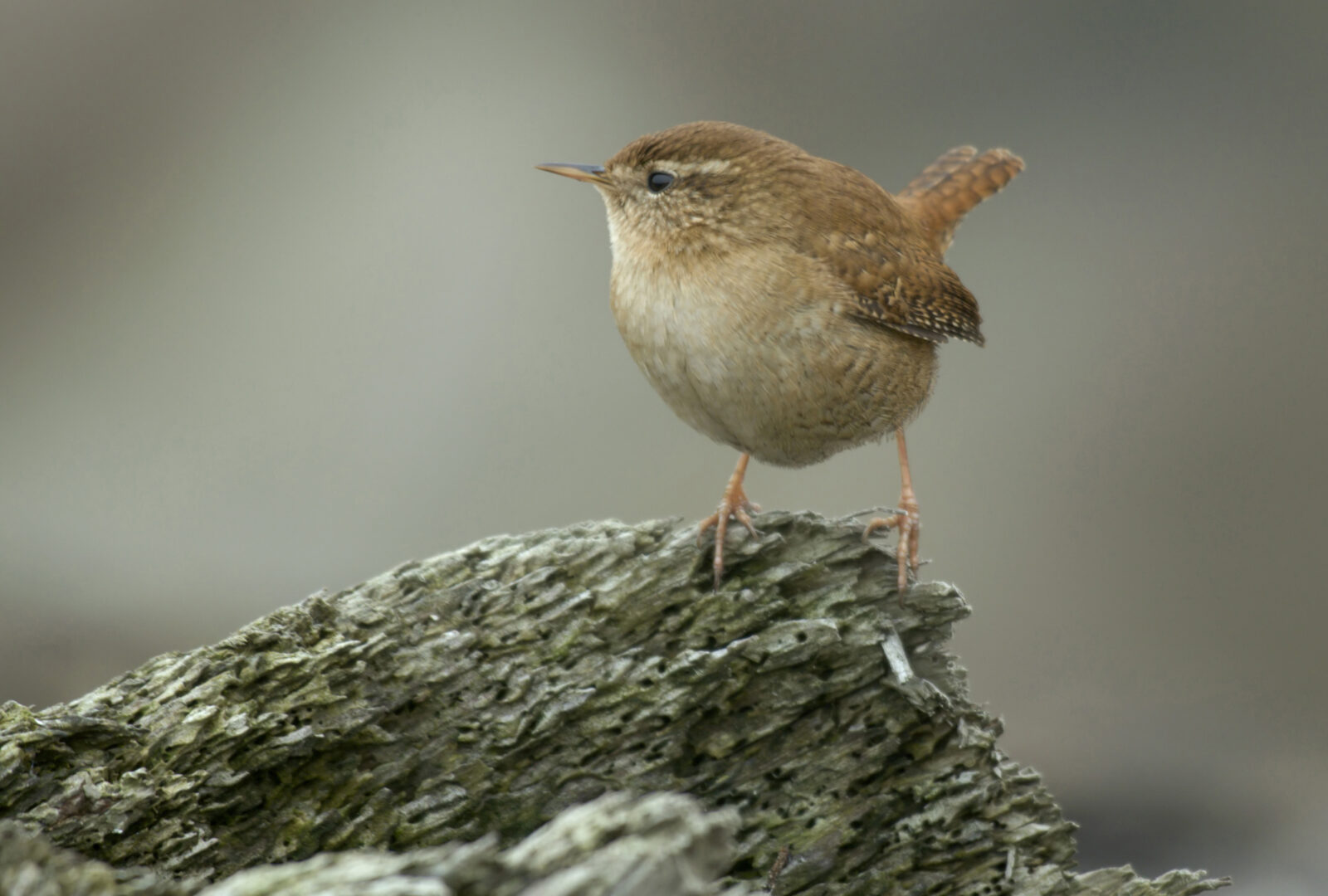 Wren Rspb FACT | Blog: Chris Tynan from RSPB Liverpool