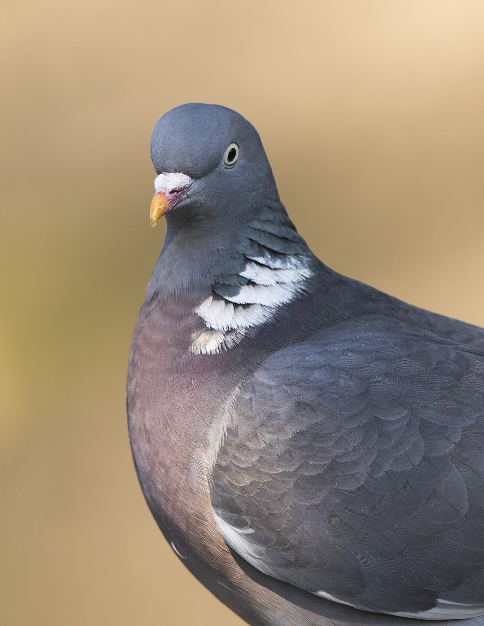 Pigeons Rspb FACT | Blog: Chris Tynan from RSPB Liverpool