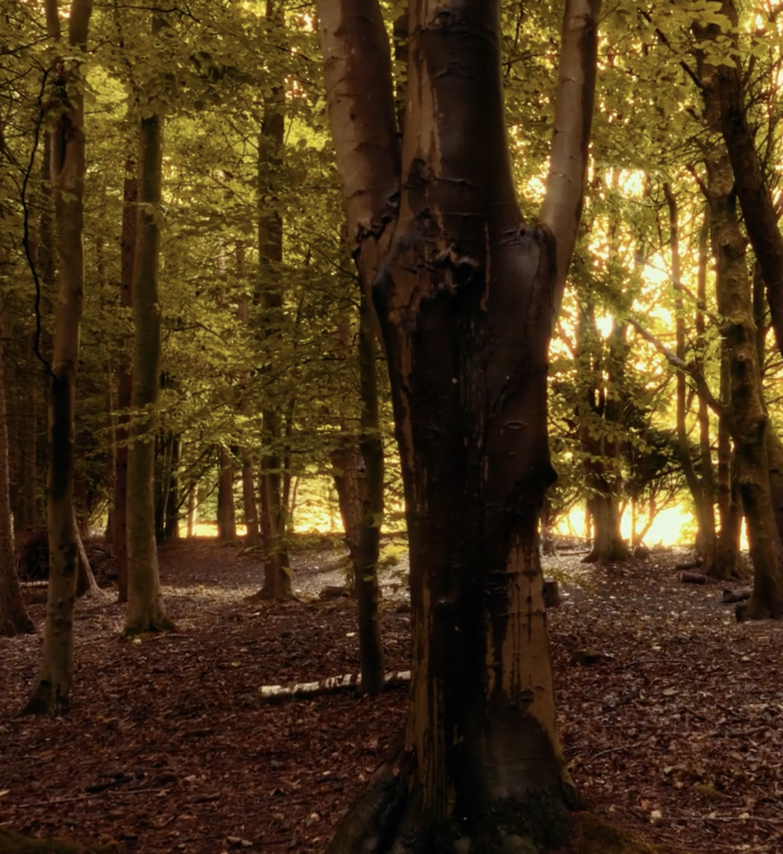 Screenshot 2026 02 17 at 17 10 10