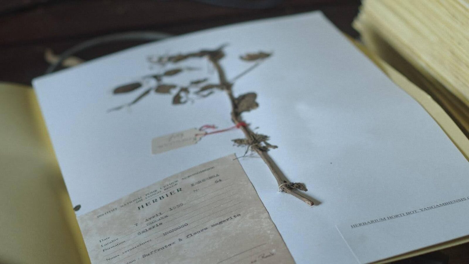 The Tree of Authenticity 1